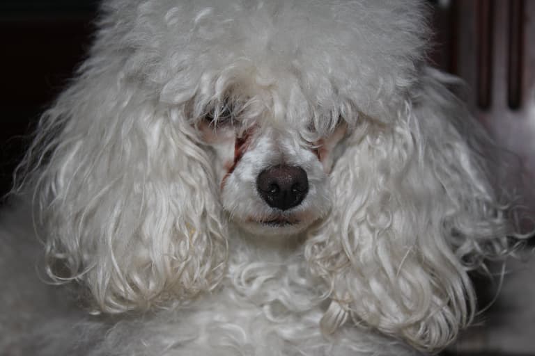 Tear Stains in Dogs