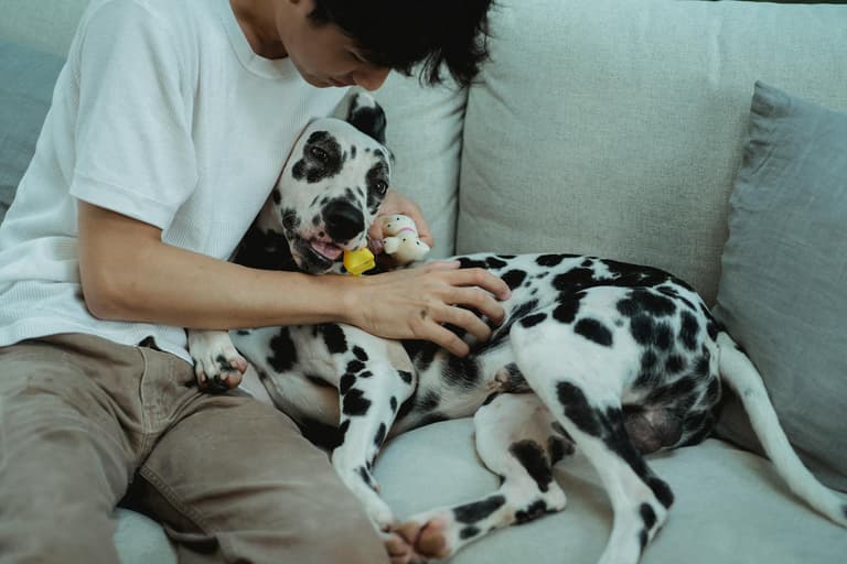 great dane
