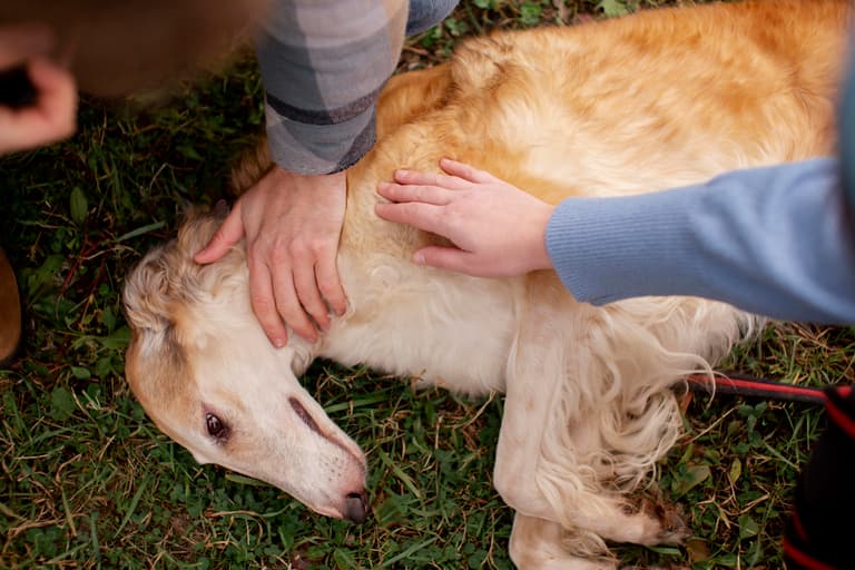 Dog cpr