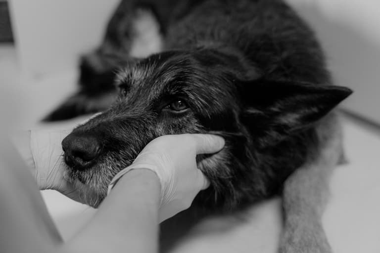 Sick Dog