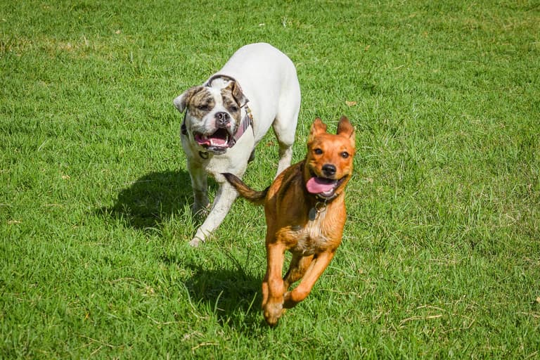 Pet Parent Thought Doggy Daycare Was Safe—Then Her Golden Retriever Was Rushed to the ER