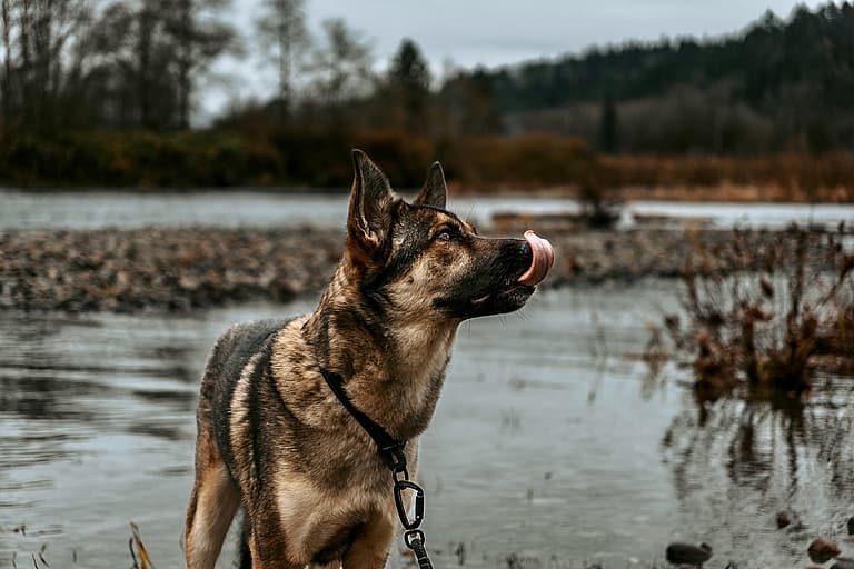 Aspen: The Gerberian Shepsky