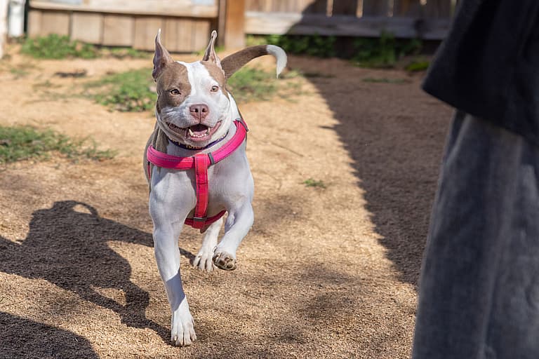 Dog up for adoption: After a Heart-Stopping Rescue, this Velcro Pooch Can't Stop 'Mooing' For A Permanent Home