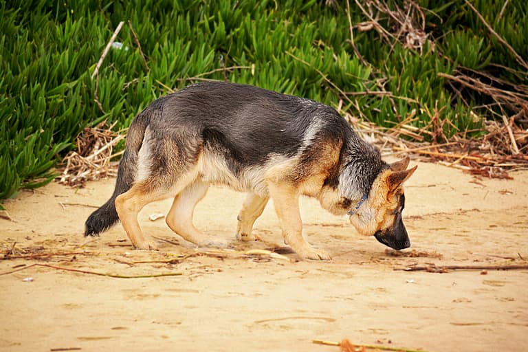A German Shepherd sniffing the ground
