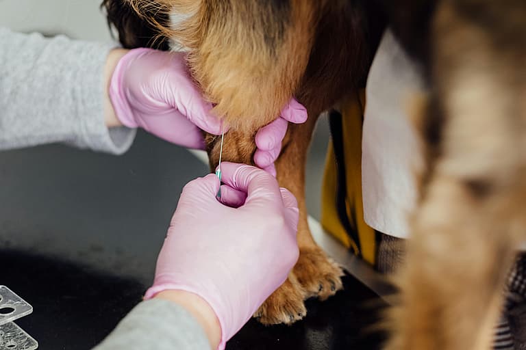 Dog being injected on the leg by the vet, grass seed in dogs is common during summer months
