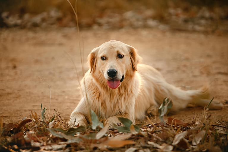 A Golden Retriever with tongue out lying on a ground with dry leaves, the Golden Retriever's lifespan is between 10–12 years