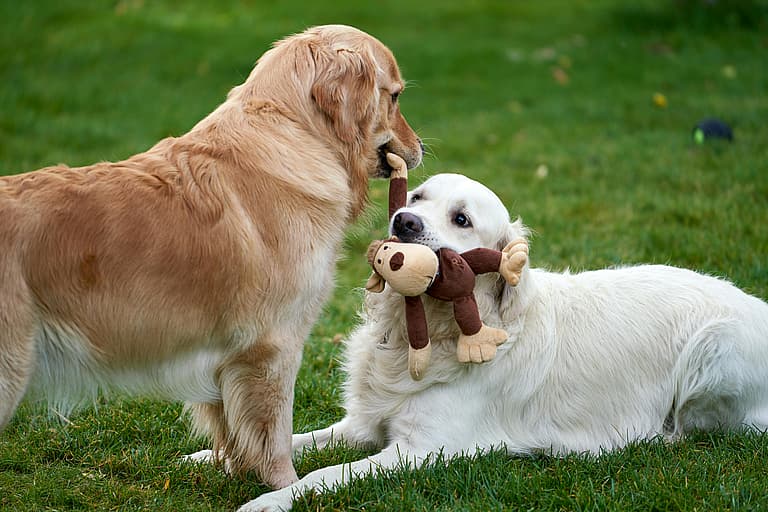 Heartwarming Video Shows Golden Retriever's Adorable Reaction to Welcoming New Puppy Sibling (& Why Getting a Second Dog Was Best Decision)