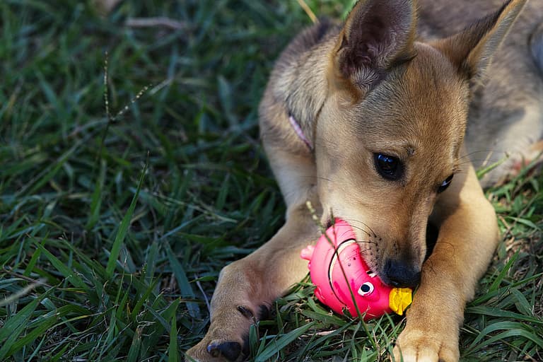 Not Sure How to Help Your Teething Puppy? This Golden Retriever Owner Has the Answers