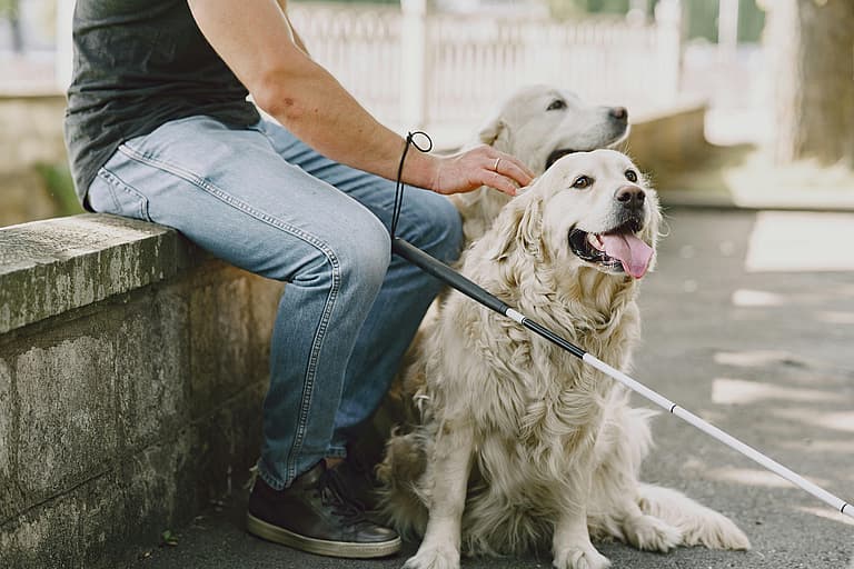 Guide dog