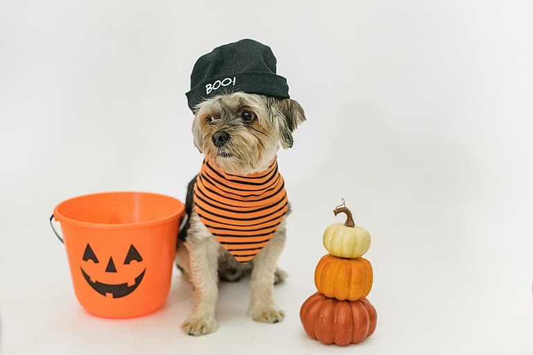 Is Pumpkin Good for Dogs?