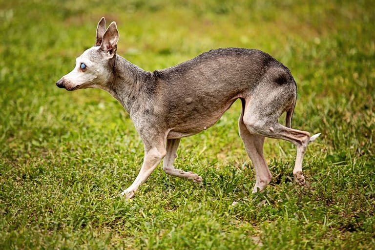 Gina