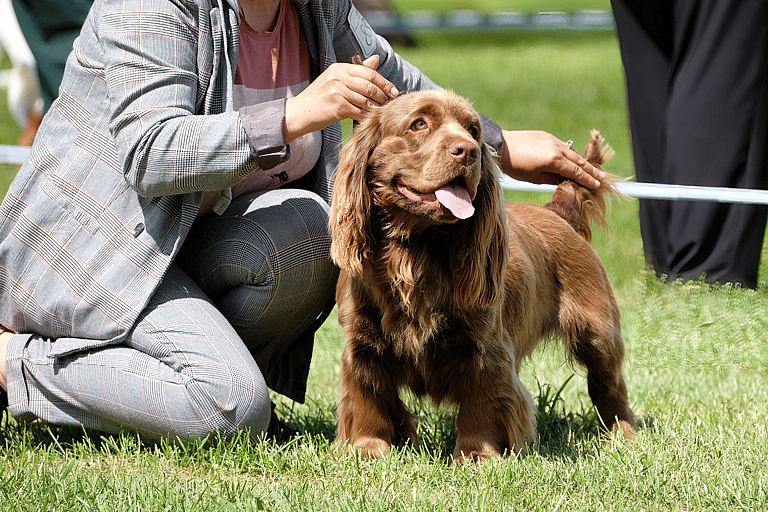 Dog Breeds On The Brink Of Extinction - Sussex Spaniel