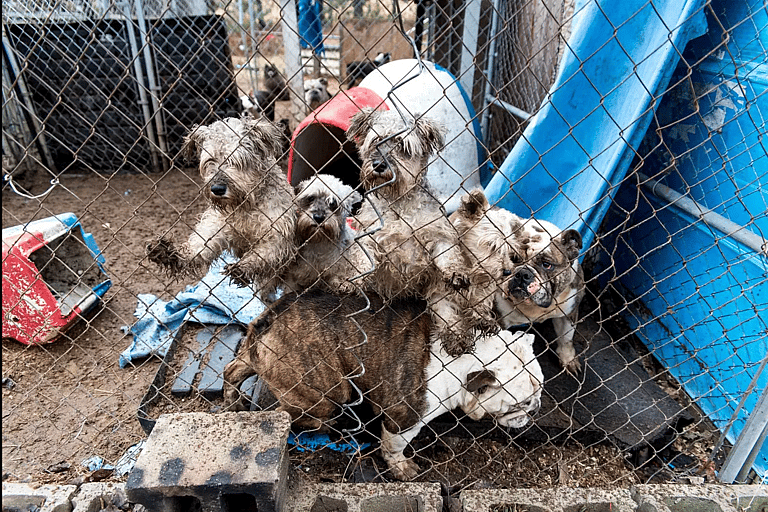 Backyard Breeder - Puppy Mills