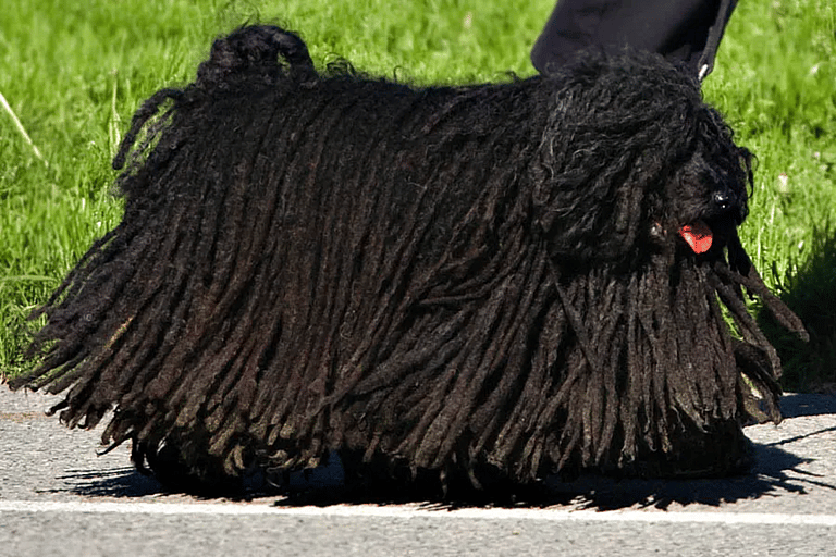 Black Fluffy Dog