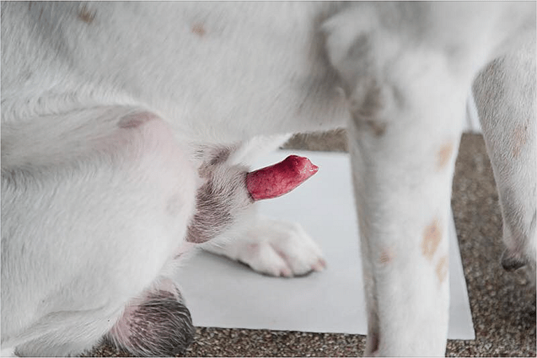 Paraphimosis in Dogs