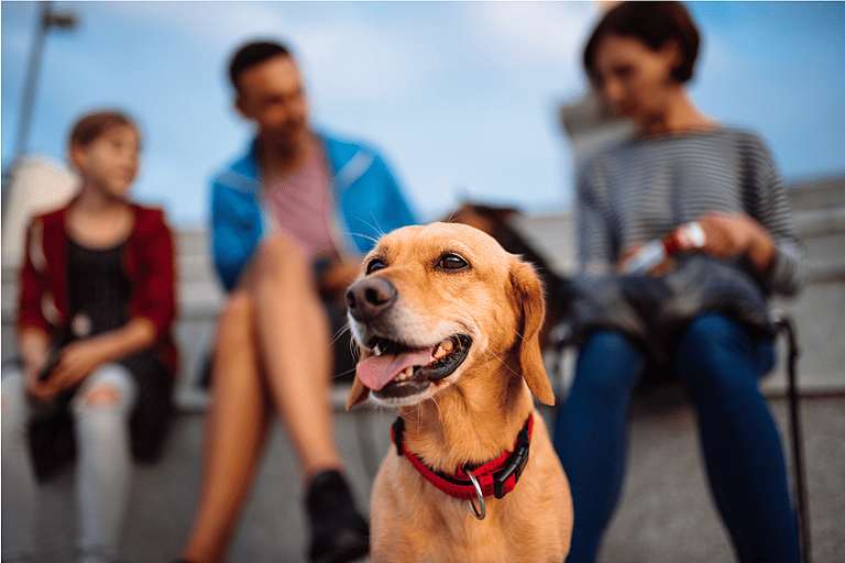 Best Dog Breed For Families With Young Children