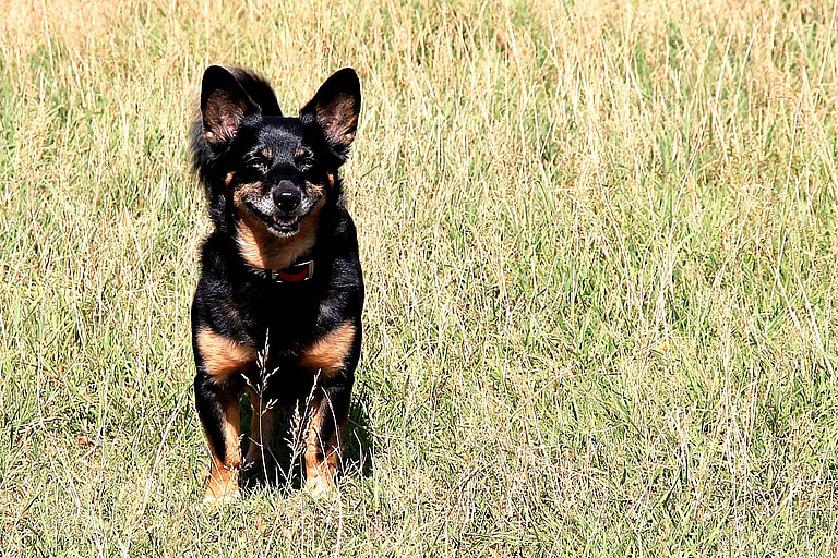 The Lancashire Heeler