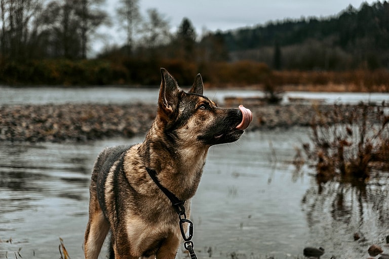 Aspen: The Gerberian Shepsky