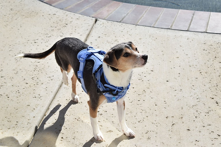 Dog up for Adoption: After Surviving a Car Wreck, Rescuers Heal this Beagle's Leg & Life