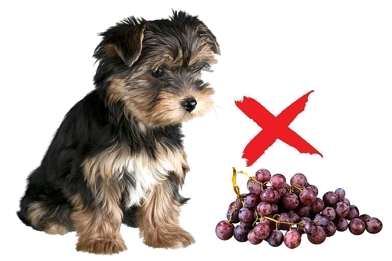 Can Dogs Eat Grapes?