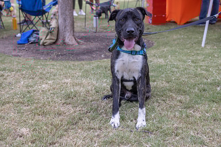 Dog up for adoption: From Stray Wanderer to Cherished Companion: Bear's Search for a Loving Forever Home