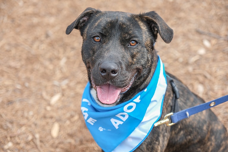 Dog up for adoption: From Stray Wanderer to Cherished Companion: Bear's Search for a Loving Forever Home