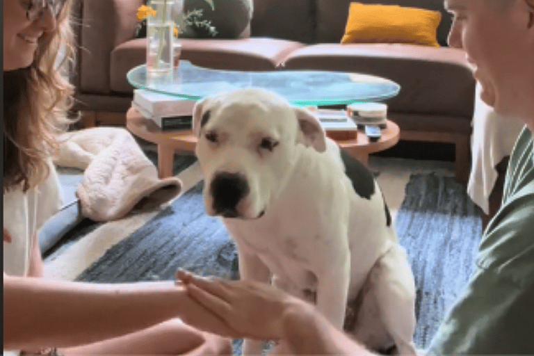 This Adopted Pit Bull Acing the “Hands In” Challenge Will Make You Grin From Ear to Ear 