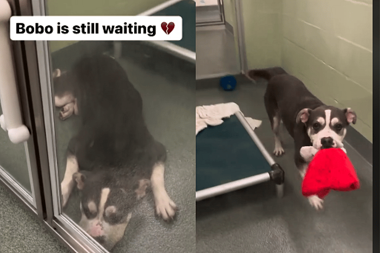 Dog Returned to Shelter After House Dogs Bully Him, Longs for a Permanent Home