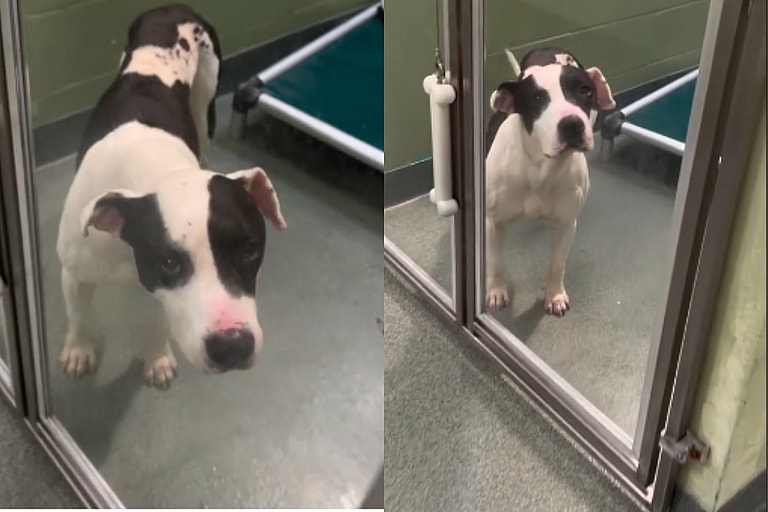 Oldest Shelter Dog Will Give Anything to Enjoy Seniorhood With a Forever Family  