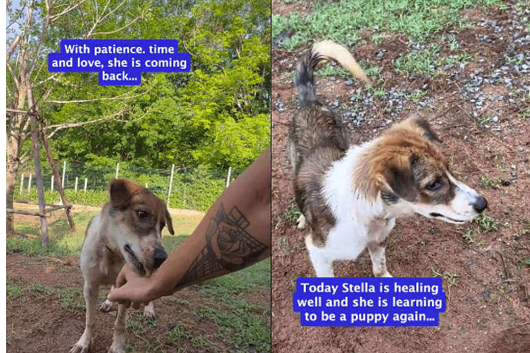 Stray Dog Living With Tight String Around Neck Thought Life Was Over, Until This Happened