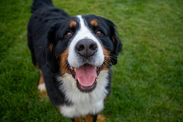 Close up of happy Bernese Mountain dog standing on green grass with mouth open, the Bernese Mountain dog' s lifespan is 7-10 years 