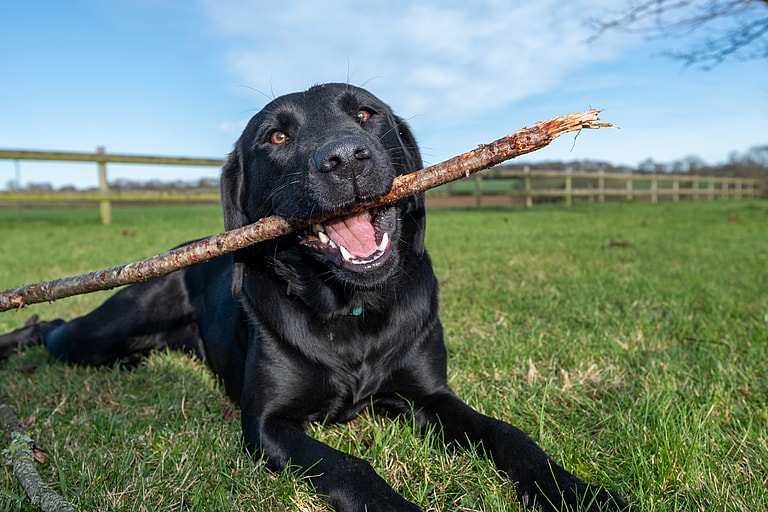 Labrador Retriever Names