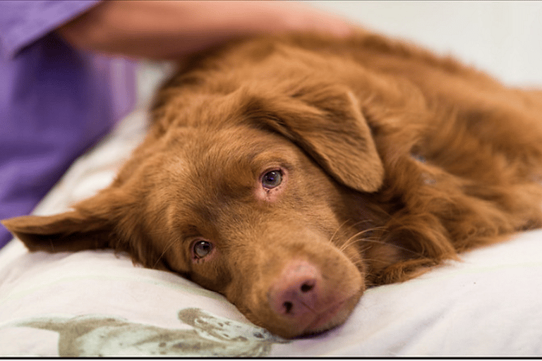 Do Dogs Like Massages?