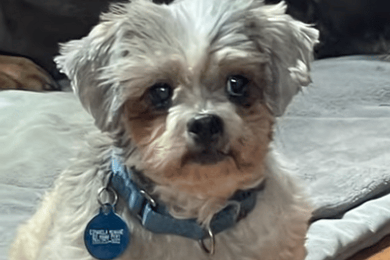 Stray Dog Rescued With Five Pounds of Matted Fur Wins $10,000 in Makeover Contest