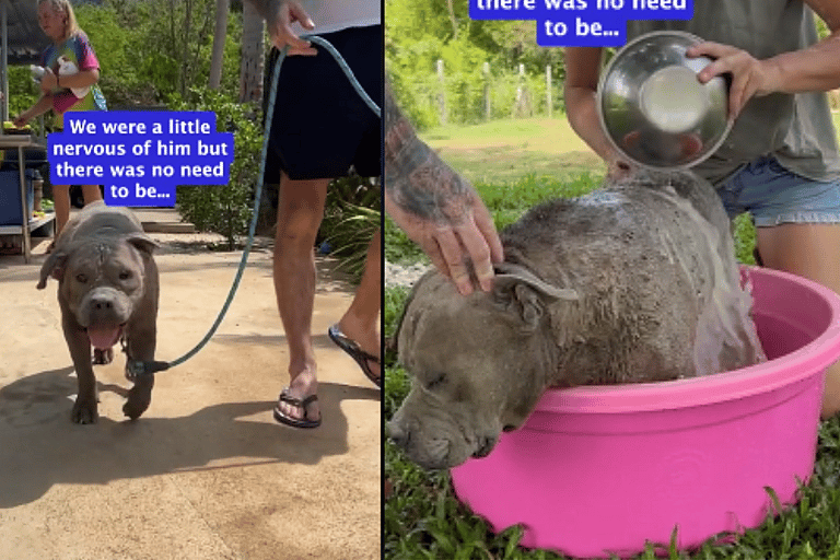 Stray Dog With 500 Ticks Loses Will to Live, Until  Rescuers Step In