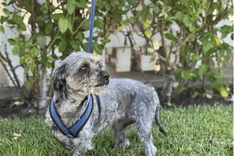 Senior Poodle Rescued From the Streets Longs to Grow Old in a Forever Home