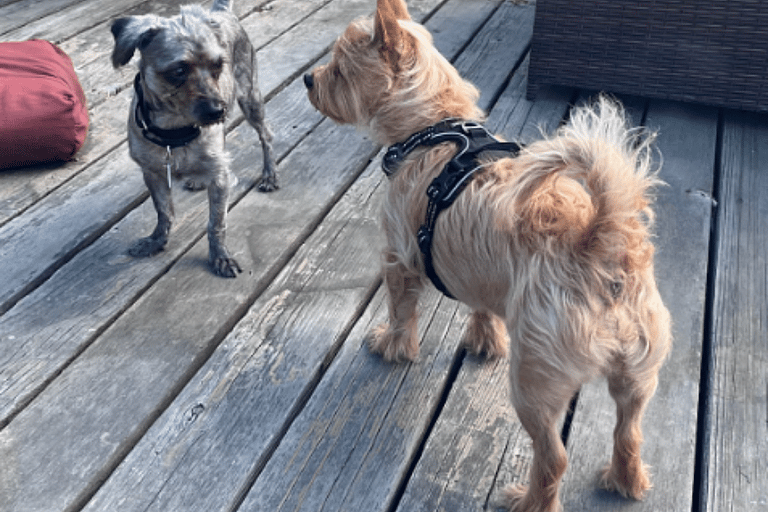 Senior Poodle Rescued From the Streets Longs to Grow Old in a Forever Home