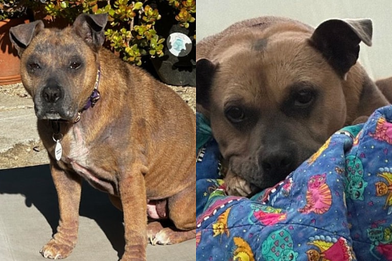 This Senior Dog Gives the Best Snuggles, Only Thing She’s Lacking Is a Forever Person