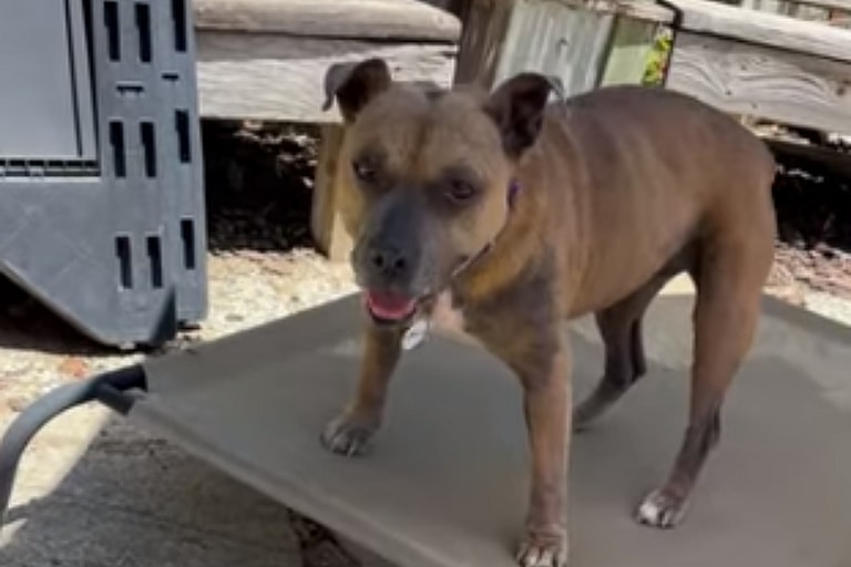 This Senior Dog Gives the Best Snuggles, Only Thing She’s Lacking Is a Forever Person