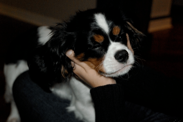 Do Dogs Like Massages?