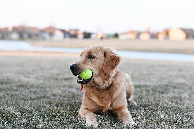 A Golden Retriever lying on the grass with a green tennis ball in its mouth, the Golden Retriever's lifespan is between 10-12 years