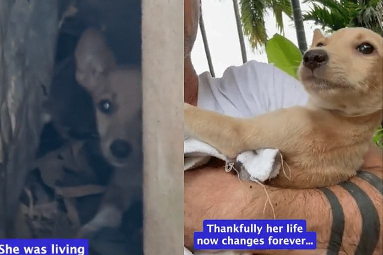 Joyful Relief as Skinny Three-Legged Puppy Living in Jungle Finds Hope & Healing