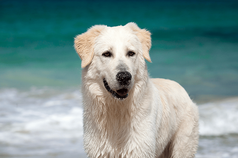 Maremma Sheepdogs