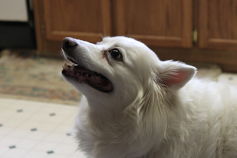 Tear Stains in Dogs