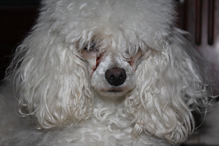Tear Stains in Dogs