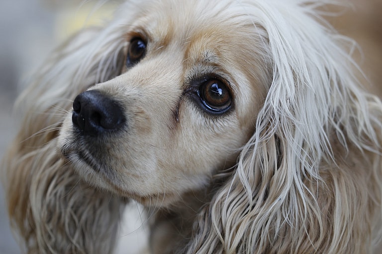 Tear Stains in Dogs