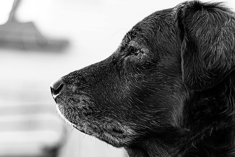 senior dog