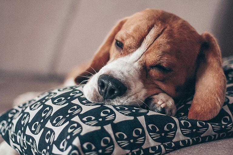 Unwell dog