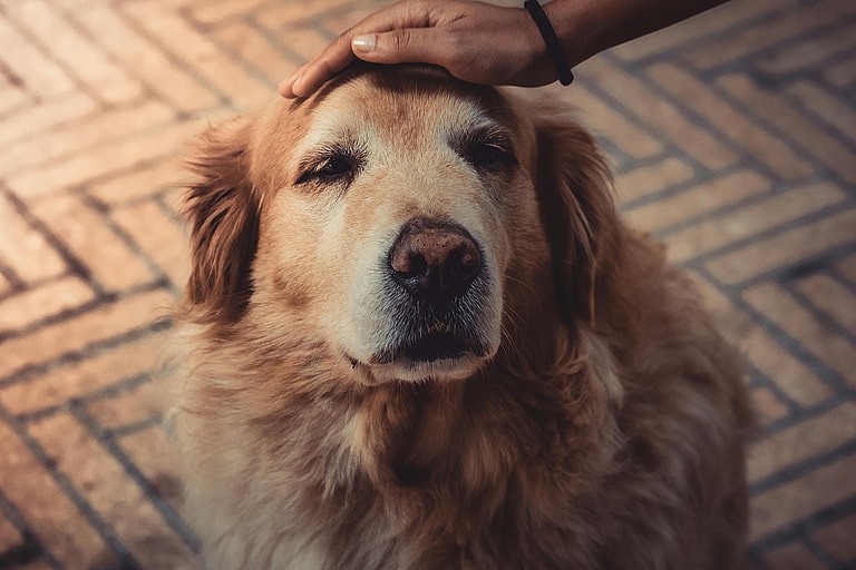 Dog getting petted