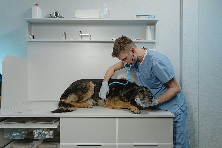 Dog with veterinarian